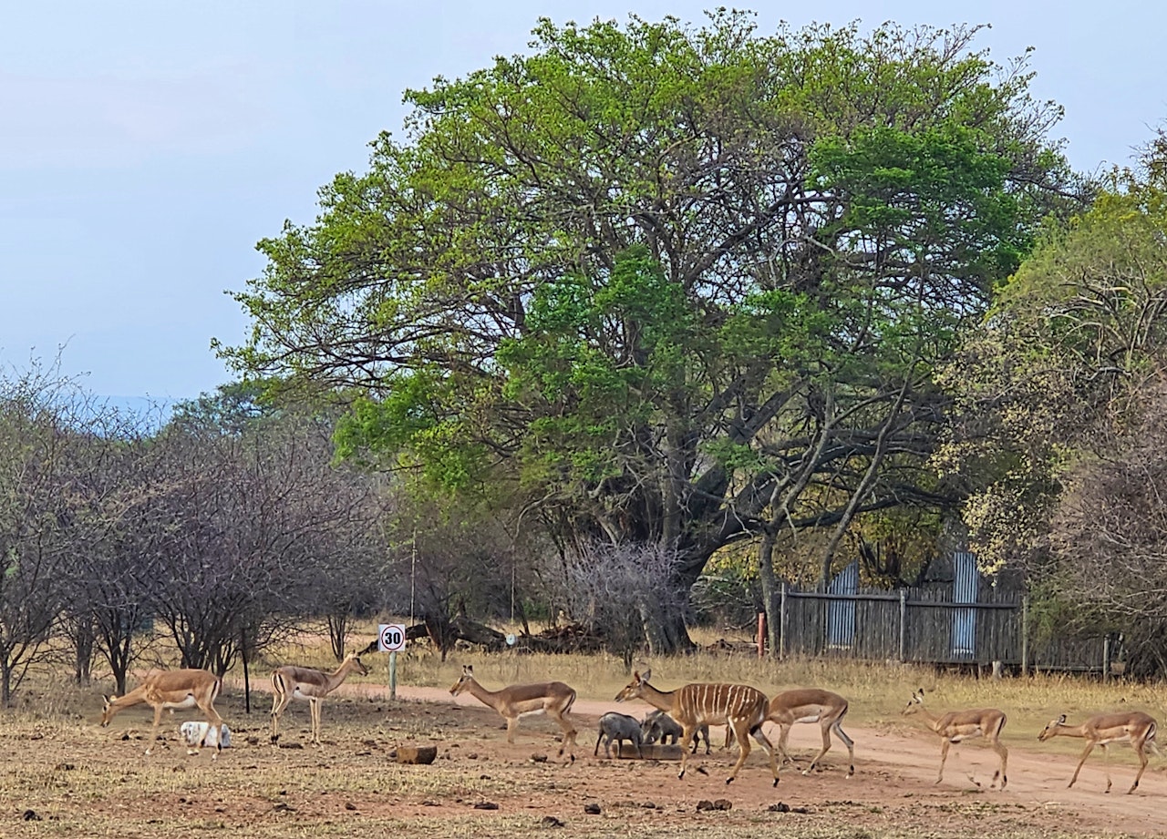 Waterberg Accommodation at  | Viya