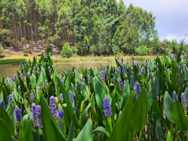 Lowveld Accommodation at Evergreen Country Cottages | Viya