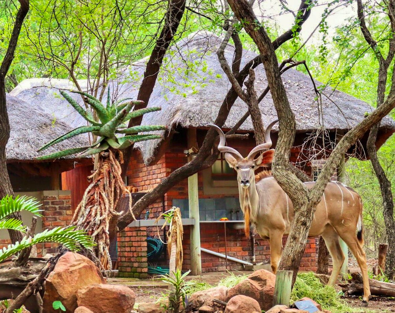 Kruger National Park South Accommodation at  | Viya