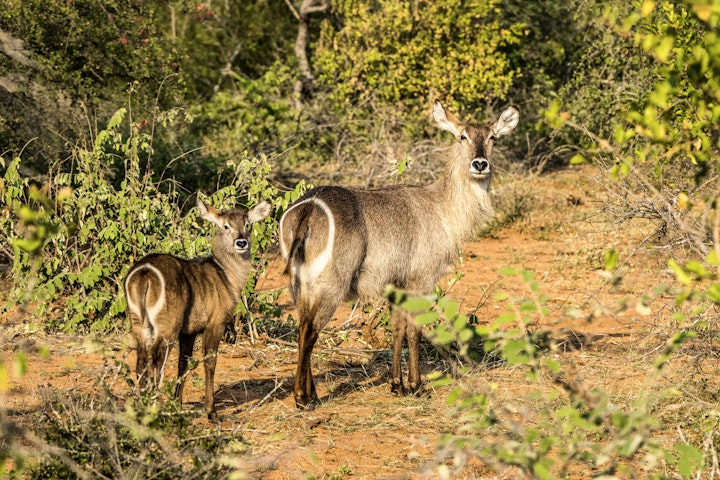 Limpopo Accommodation at Warthog Lodge – Mabalingwe Nature Reserve | Viya