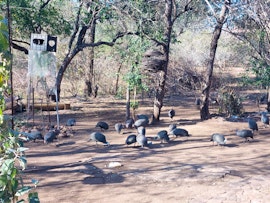 Kruger National Park South Accommodation at  | Viya