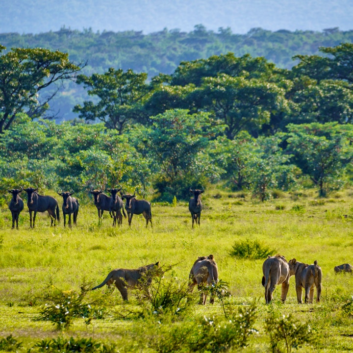 Limpopo Accommodation at Elephants Crossing | Viya