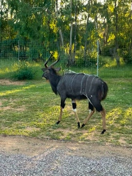 Limpopo Accommodation at Bosveld Wegbreek | Viya