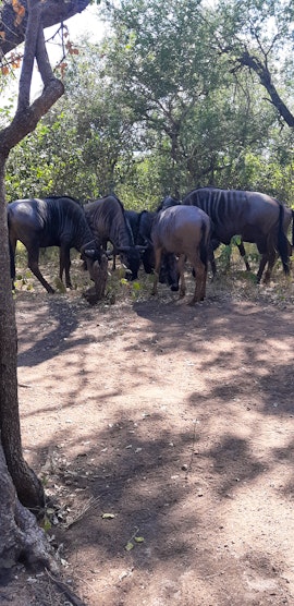 Kruger National Park South Accommodation at Magani Ridge | Viya