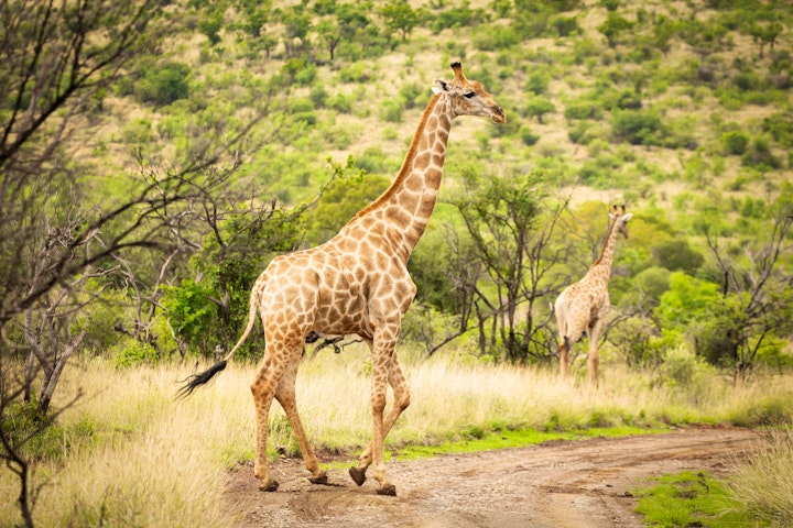 Bojanala Accommodation at Kubu Metsi Safari Lodge | Viya