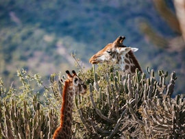 Eastern Cape Accommodation at Huntshoek Lodge | Viya