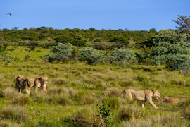 Limpopo Accommodation at Elephants Crossing | Viya