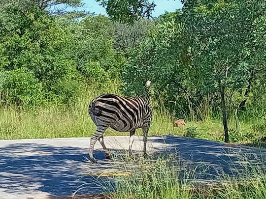 Waterberg Accommodation at  | Viya