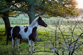 Overberg Accommodation at De Kleine Akker | Viya