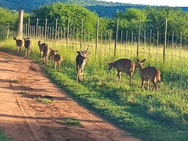 Waterberg Accommodation at RusteVinde Gasteplaas | Viya