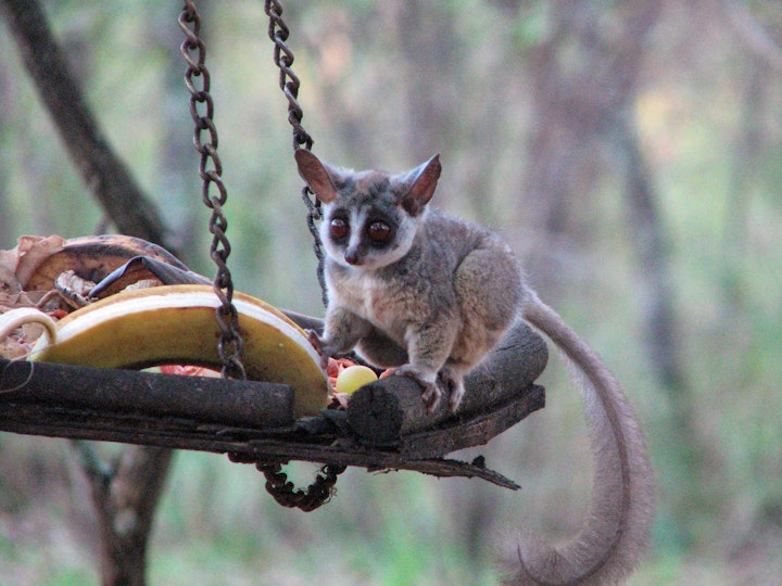 Limpopo Accommodation at Phumuza Bush Lodge | Viya