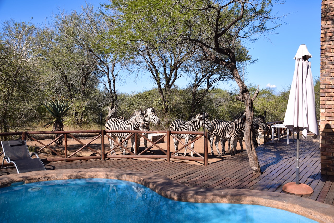 Kruger National Park South Accommodation at  | Viya