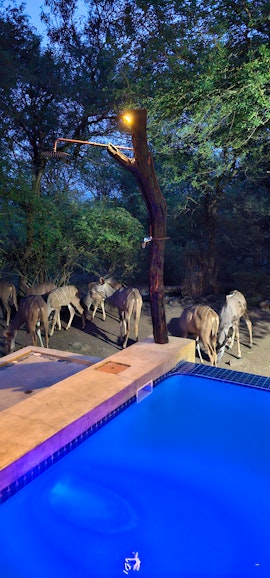 Kruger National Park South Accommodation at The Wild Bunch Safari House | Viya