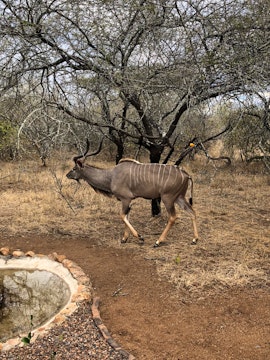 Kruger National Park South Accommodation at Habibi | Viya