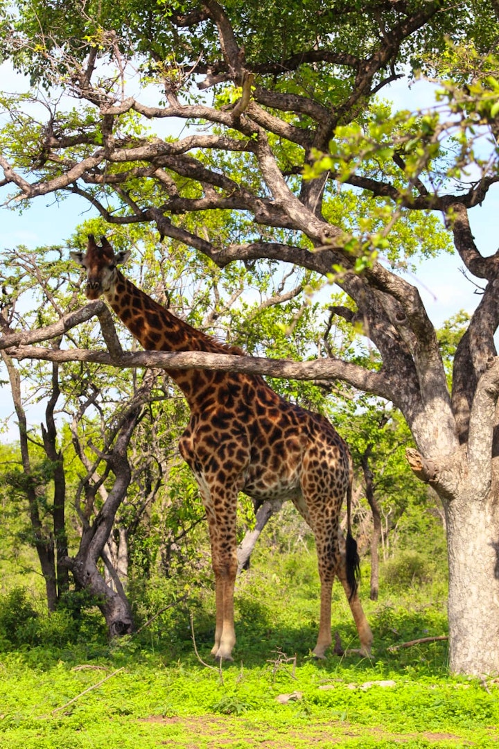 Loskop Valley Accommodation at Buffalo Ranch Game Lodge | Viya