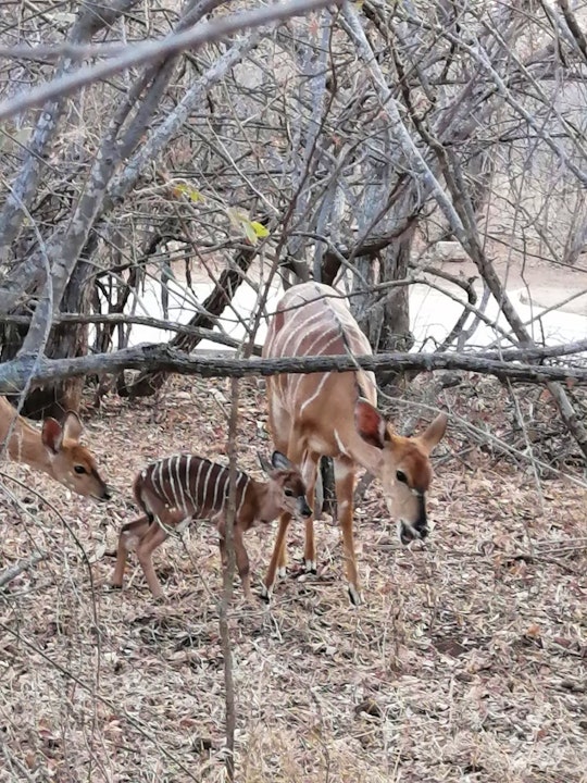 Kruger To Canyons Accommodation at  | Viya