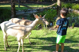 Plettenberg Bay Accommodation at Plett Forest Cabins & Wedding Venue | Viya