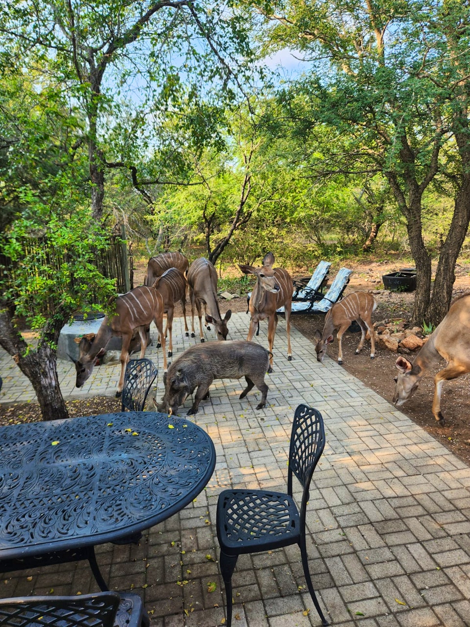 Kruger National Park South Accommodation at  | Viya