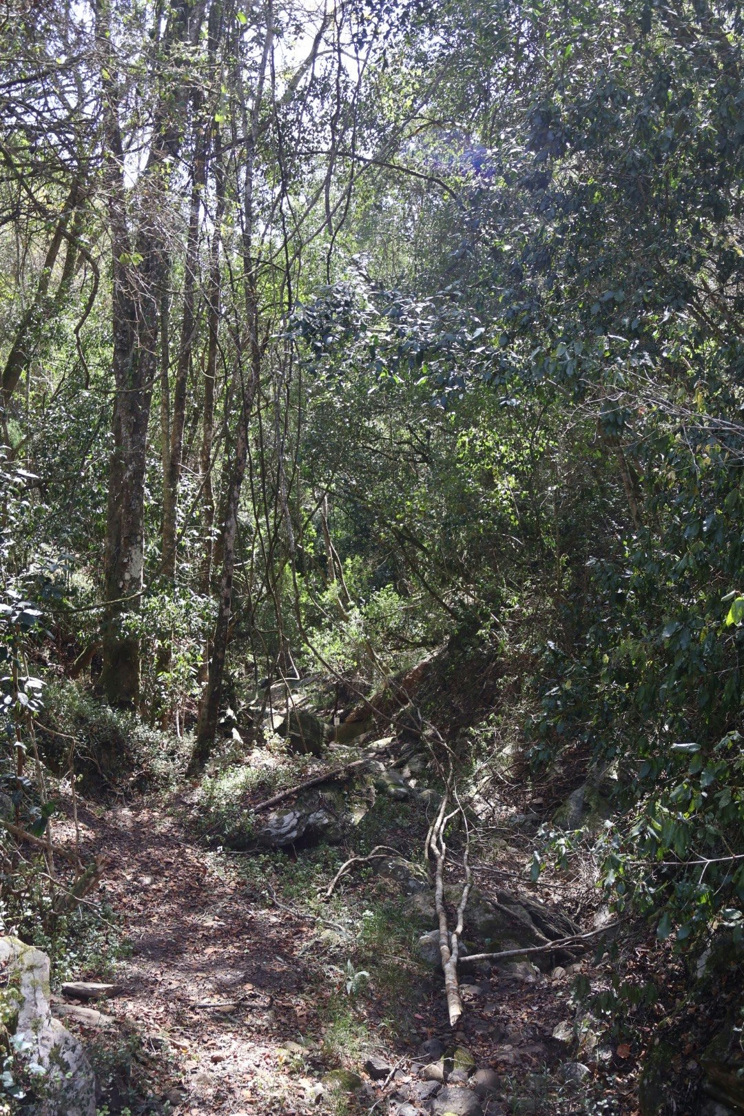 The Nest with Mountain Views at Soul Forest image no 59 of 61