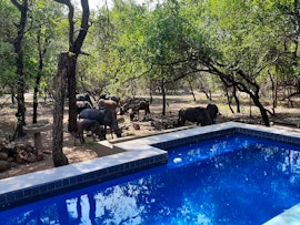 Kruger National Park South Accommodation at  | Viya