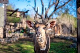 Kruger National Park South Accommodation at Foxy Crocodile Bush Lodge and Kruger Safari's | Viya