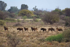 Northern Cape Accommodation at The Ranch Overnight Chalets | Viya