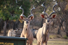 Limpopo Accommodation at Zomoya Game Farm | Viya