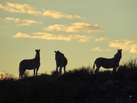 Karoo Accommodation at Zoetvlei Karoo Game & Guest Farm | Viya