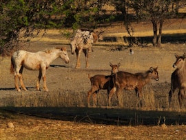 Namibia Accommodation at Gabus Game Ranch | Viya