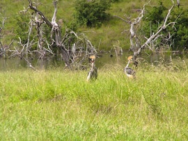 KwaZulu-Natal Accommodation at Tillietudlem Nature Reserve | Viya