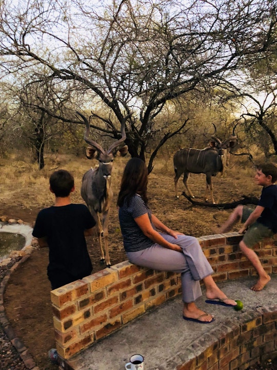 Kruger National Park South Accommodation at  | Viya