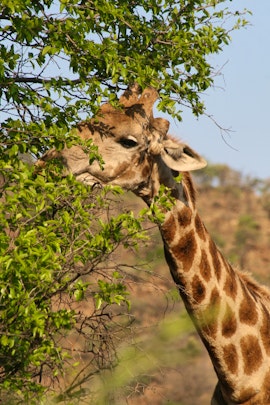 Limpopo Accommodation at Griffons Bush Camp | Viya