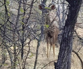 Limpopo Accommodation at Raas en Rus Game Farm | Viya