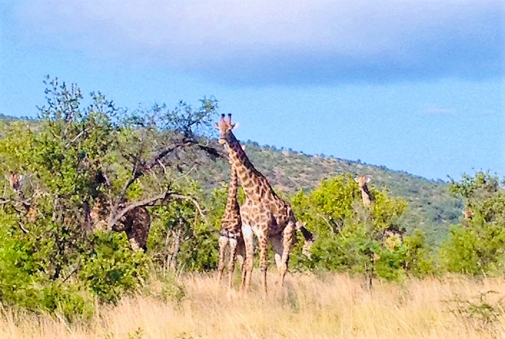 Limpopo Accommodation at Kunkuru - 79 at Zwartkloof Private Game Reserve | Viya