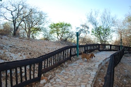 Mapungubwe National Park Accommodation at Adansonia Eco Lodge | Viya