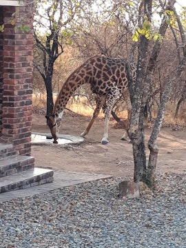 Kruger National Park South Accommodation at Hieso Marloth Park | Viya