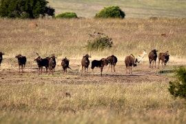 Free State Accommodation at Letsatsi Game Lodge | Viya