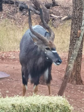 Kruger National Park South Accommodation at Bos-Geluk Huis | Viya