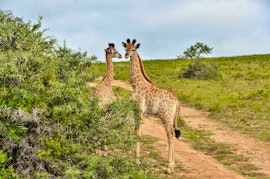 Garden Route Accommodation at Garden Route Safari Camp | Viya