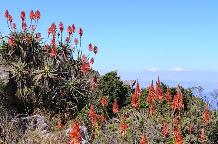 Panorama Route Accommodation at Cabin & Cottage Kaapsehoop | Viya