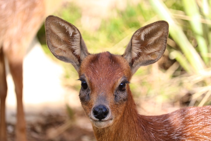 Garden Route Accommodation at Grysbok Self-catering Country House | Viya