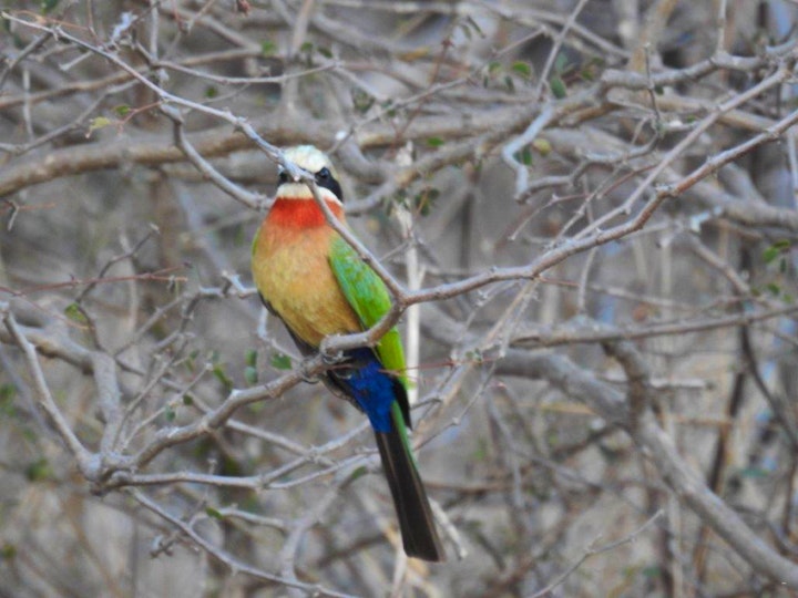 Limpopo Accommodation at Balule Bushveld Safari Lodge | Viya