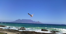 Milnerton Rural Accommodation at Blue Robin | Viya