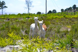 Overberg Accommodation at Otium Oasis | Viya