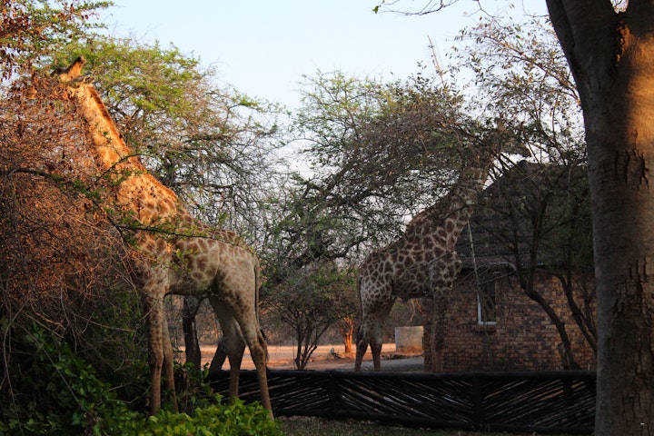 Kruger National Park South Accommodation at Twalumba | Viya