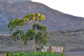 Western Cape Accommodation at Kareebome Karoo Verblyf | Viya