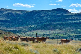 Free State Accommodation at Eingedi Retreat | Viya