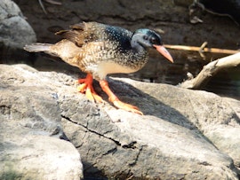 Kruger To Canyons Accommodation at Blyde River Cabin | Viya