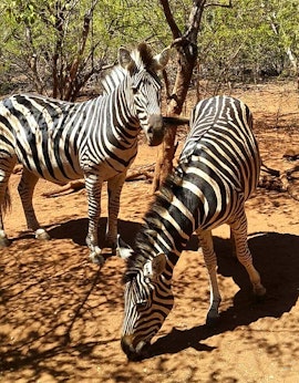 Kruger To Canyons Accommodation at At Rest Bushstay | Viya