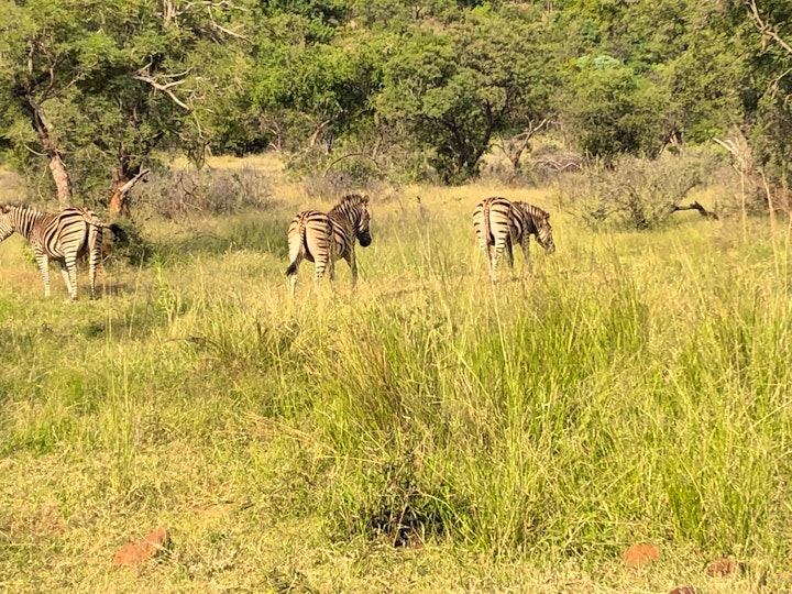 Limpopo Accommodation at 31 Zwartkloof Private Game Reserve | Viya